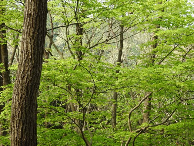 矢筈山−2