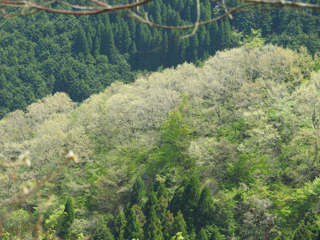 矢筈山−6
