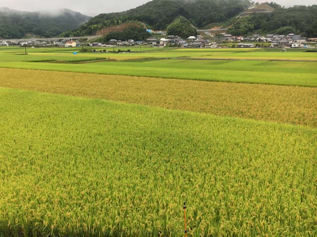 新着情報画像