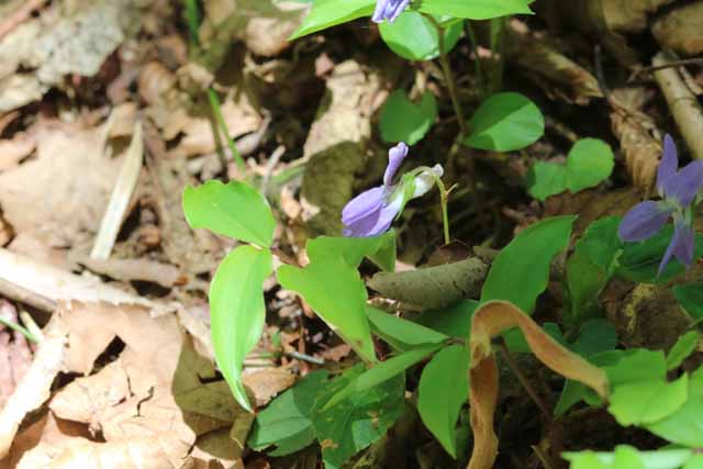 2017那岐山−3