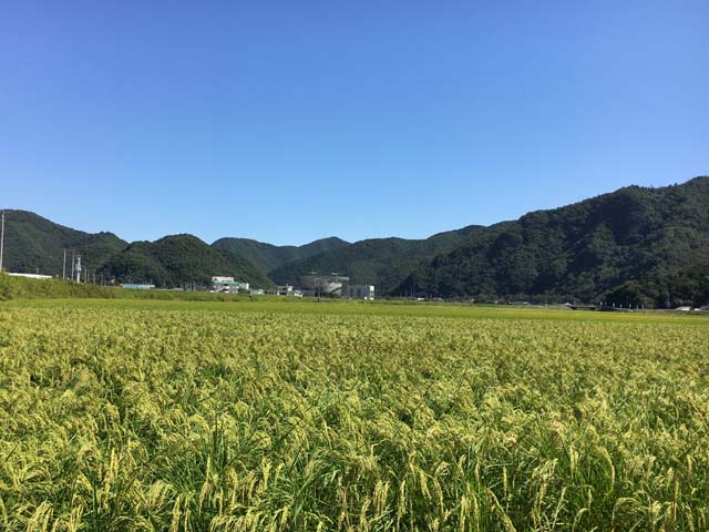 新着情報画像