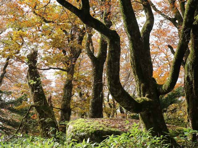 今月の山行画像−１